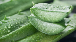 Tegyél aloe verát a hajadra, csoda fog történni! Tegyél aloe verát a hajadra, csoda fog történni!