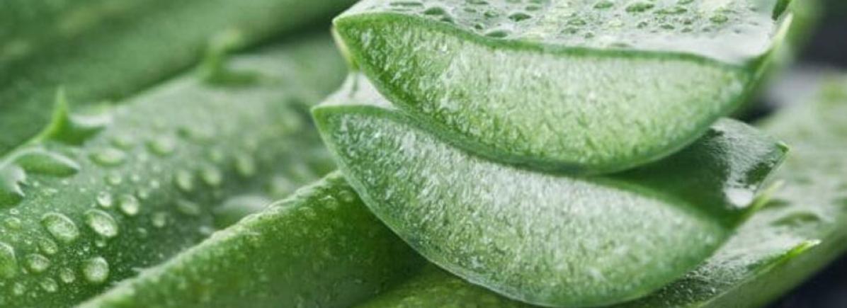 Aloe vera a hajra Nézd meg, hogy hogyan érdemes az aloe verát alkalmaznod a hajadon!