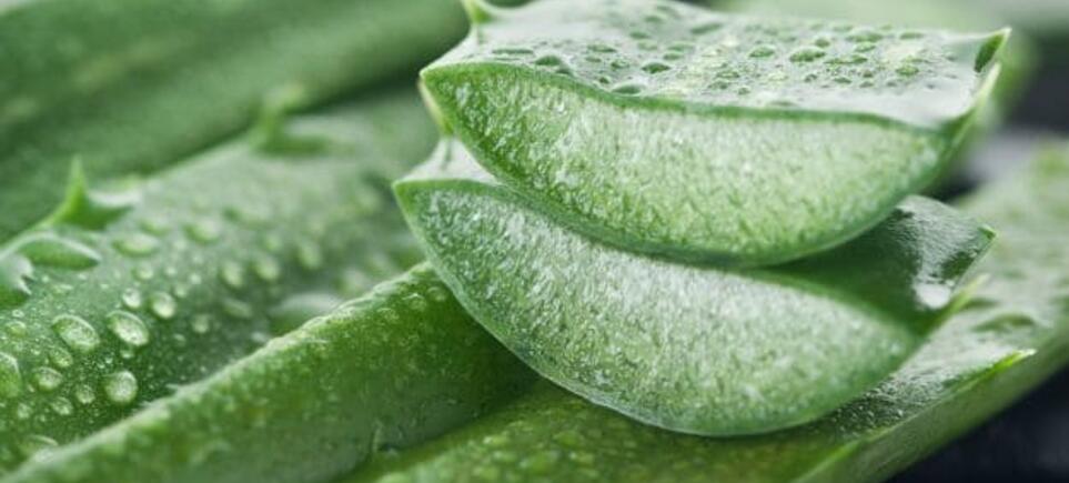 Aloe vera a hajra Nézd meg, hogy hogyan érdemes az aloe verát alkalmaznod a hajadon!