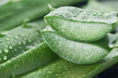 Aloe vera a hajra Nézd meg, hogy hogyan érdemes az aloe verát alkalmaznod a hajadon!